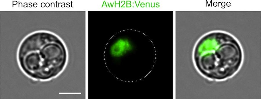 Abeoforma whisleri és un protist marí unicel·lular important en la recerca científica per a comprendre els orígens dels animals. En el treball, les cèl·lules de A. whisleri (a la imatge) es van transformar amb ADN per a marcar els nuclis de A. whisleri amb una proteïna fluorescent verd, la qual cosa permet estudiar el cicle de vida d'aquest organisme. Barra d'escala: 10 micres. Crèdit: Sebastian. R Najle i Elena Casacuberta.