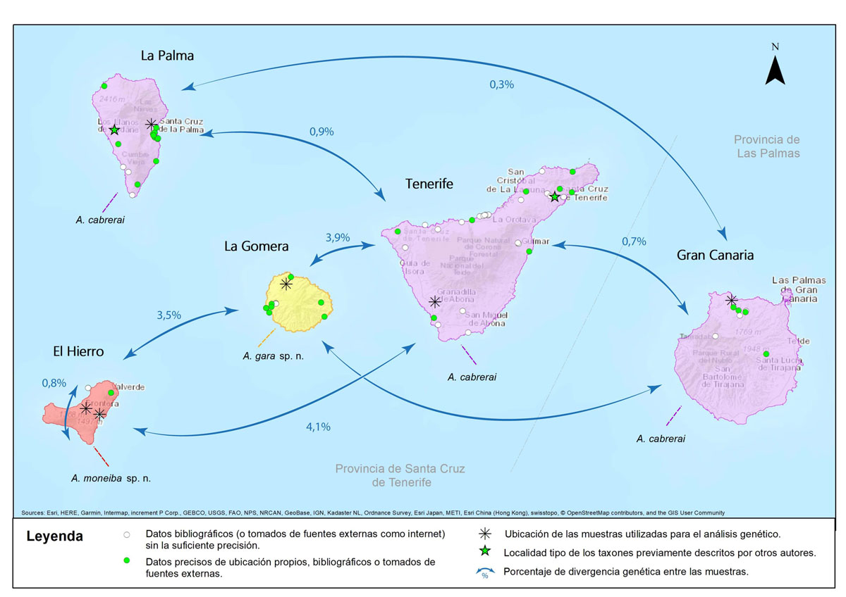 Distancias genéticas entre islas de Amicta.