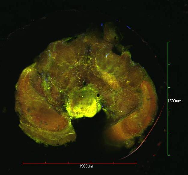 Imatge de cervell d'abella vistos sota microscopi confocal de fluorescència 
