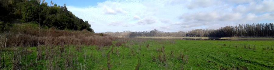 Laguna de Matanzas, flanqueada por relictos del bosque original (izquierda) y plantaciones de pinos y eucaliptos (derecha).