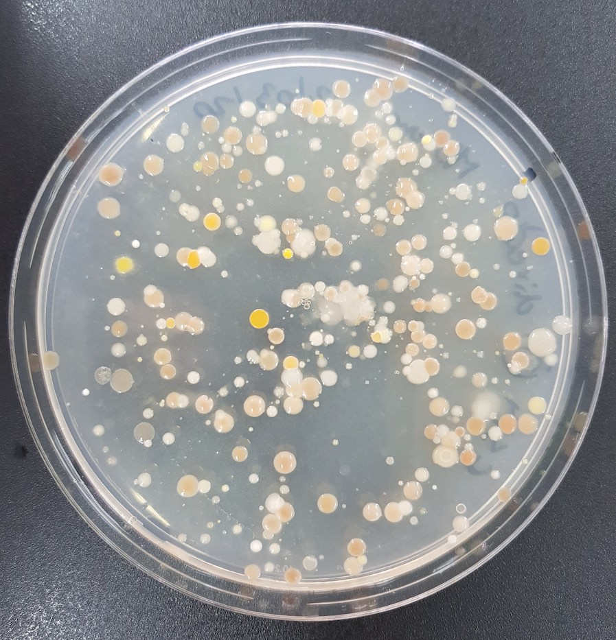 Placa amb cultiu de bacteris marins (ICM-CSIC)