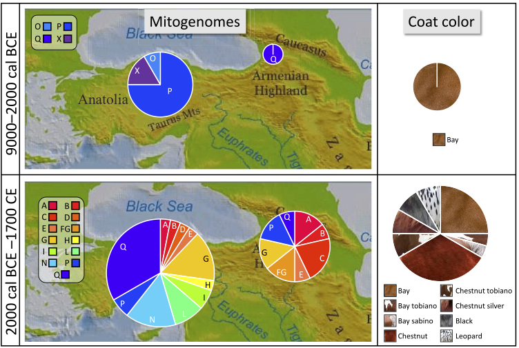 Fa 11000 anys i fins fa 4000 anys (dalt), a Anatòlia i al sud del Caucas dominaven 2 haplogrups de cavalls (dos línies matriarcals, P i X) que tenien un pelatge de color marró. Posteriorment, fa 4000 anys i fins al 1700 (a sota), existien fins a 13 llinatges matriarcals. Aquest augment dràstic en la diversitat genètica es veu reflectit en una gran varietat en la pigmentació del pelatge. Aquesta evolució genètica, diuen els autors, només pot explicar-se per l'entrada de cavalls d'altres àrees.