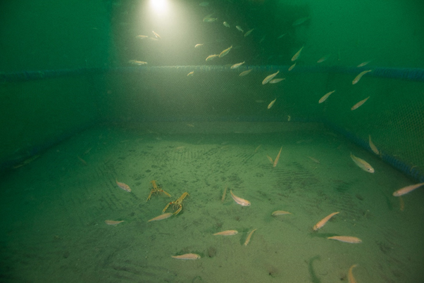 Un detall del observatori submarí SmartBay, ubicay a 20 metres de profunditat enfront de la  costa de Spiddal (Irlanda). Imatge: EMSO