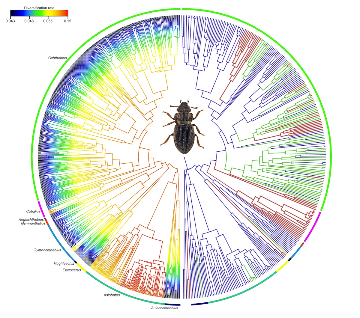 Filogenia con la diversificación y ocupación del hábitat de los escarabajos del género Ochthebius, de acuerdo con los datos del estudio. Crédito: Adrián Villastrigo, Paula Arribas e Ignacio Ribera.