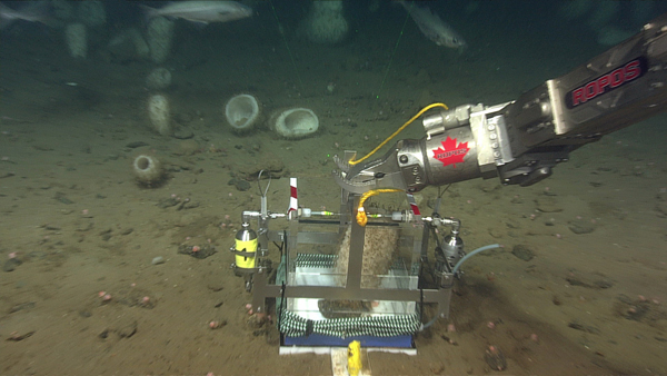 Brazo manipulador del robot ROPOS instalando una de las cámaras de incubación en el fondo y procediendo a la incubación de una esponja. Crédito: Manuel Maldonado (CEAB-CSIC).