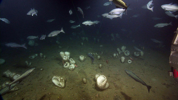 Agregaciones profundas de esponjas de cristal de la especie Vazella pourtalesis y de su fauna asociada, Crédito: Manuel Maldonado (CEAB-CSIC)