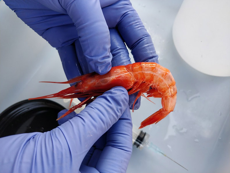 Un investigador analitza una de les gambes de l'estudi. Autor: SEAaq/UAB