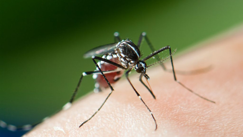 El mosquit tigre no transmet el virus que provoca la Covid-19.