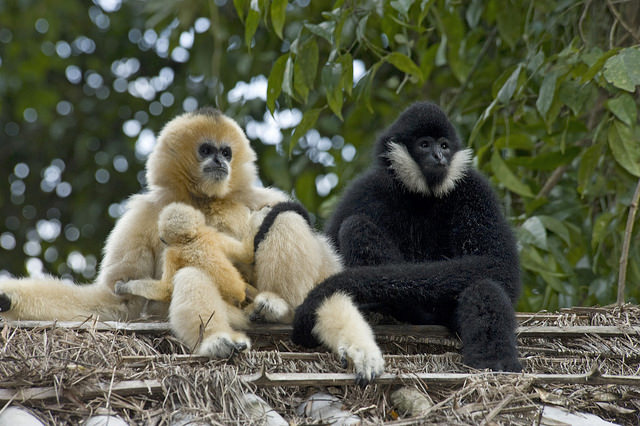 Una familia de gibons al bosc tropical Yexianggu, China. Imatge de Heather Angel/Natural Visions.