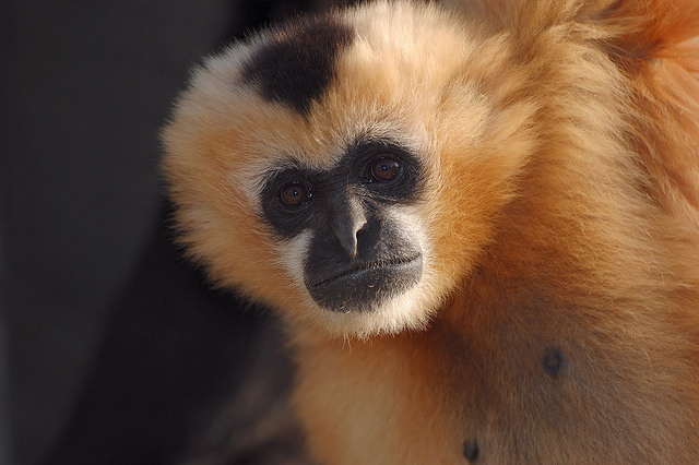 Parker, una femella gibon al Gibbon Conservation Center. Imatge de Gabriella Skollar, Gibbon Conservation Center.