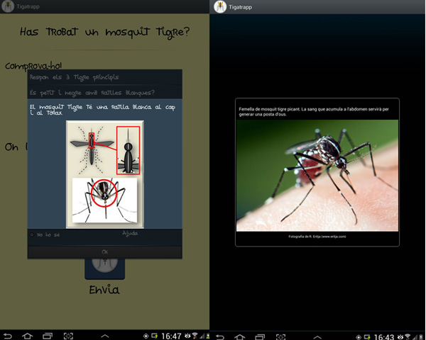 L'app ofereix ajuda en forma de preguntes clau, fotografies i gràfics per identificar correctament el mosquit tigre.