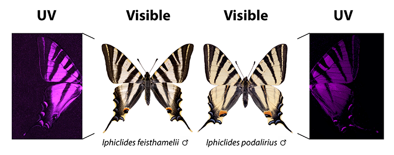 Imatges de papallona reina zebrada aranesa escassa del sud (esquerra) i papallona reina zebrada aranesa escassa (dreta) obtingudes amb fotografia visible i UV