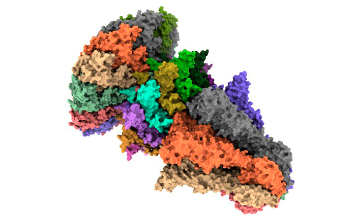 Model de superfície mostrant l'estructura de la cua del bacteriòfag T7. / Ana Cuervo
