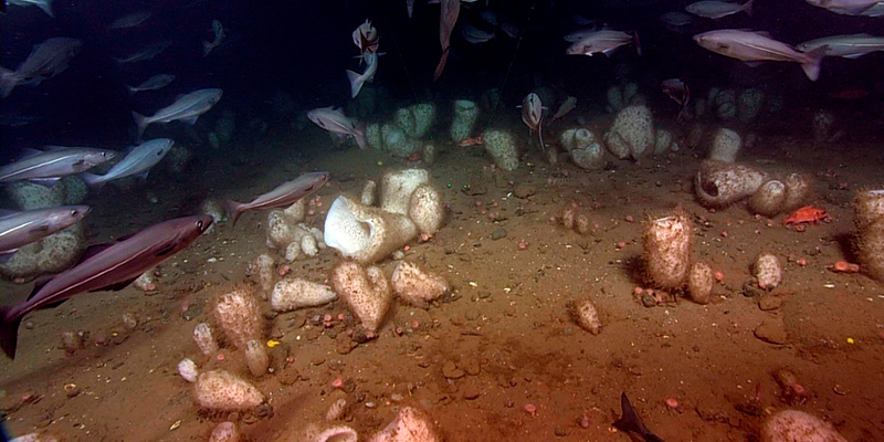 Una agregación de la esponja Vazella pourtalesi en la plataforma continental profunda de Nueva Escocia (Canadá) / Instituto Oceanográfico de Bedford (Canadá).