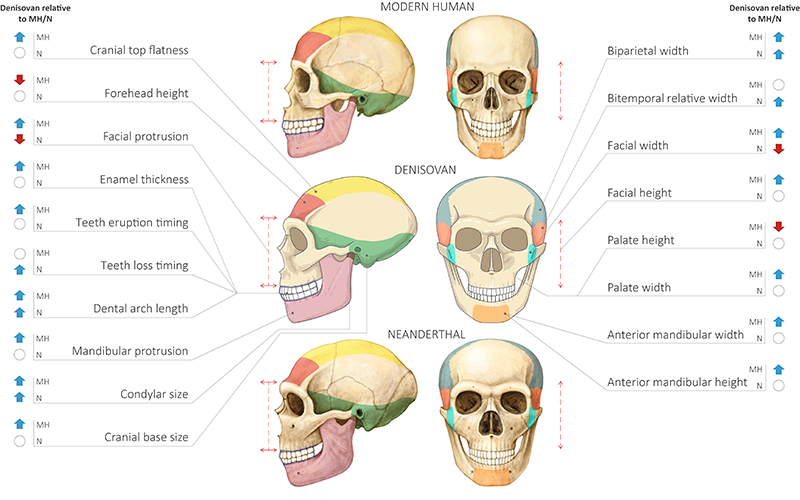 Comparació entre un crani d'Humà Modern, Neandertal y Denissovà. (Crèdit: Maayan Harel)