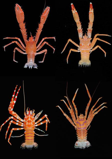 D’esquerra a dreta i de dalt a baix: Leiogalathea pallas (Vanuatu), Munida ommata, Babamunida bellula i Agononida sabatesae (Papua Nova Guinea). Crédits imatge Muséum national d'Histoire naturelle (MNHN).
