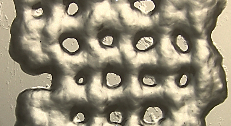 Prototipo inicial de andamio de hidrogel fabricado con una impresora 3D / ICMAB-CSIC; IBEC.