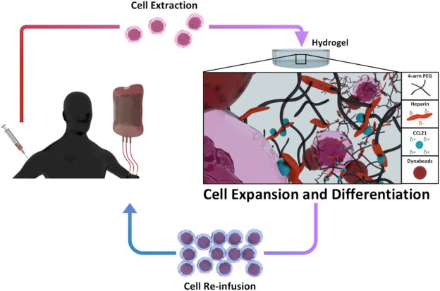 Esquema que muestra el proceso de la terapia celular adoptiva: extracción de células, expansión y diferenciación e inyección de las células a los pacientes / ICMAB-CSIC