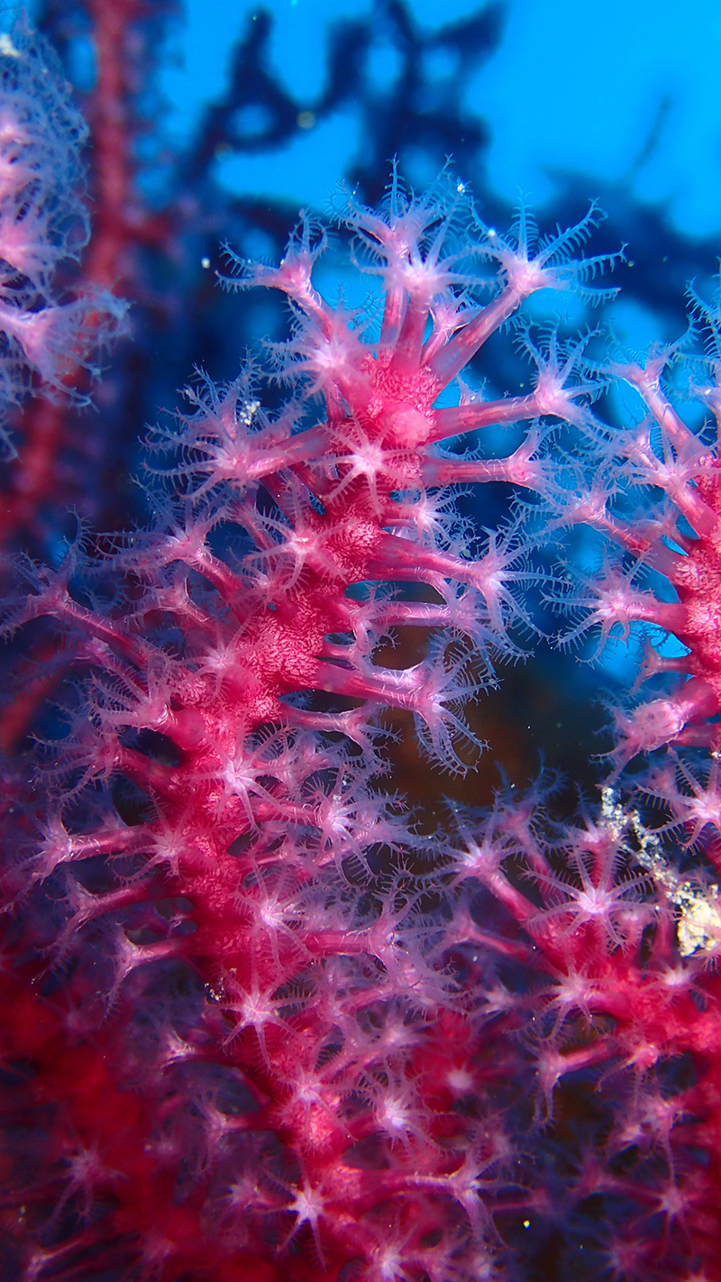 Gorgònia vermella del Mediterrani.