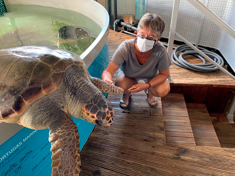 La investigadora Montserrat Solé al costat d’una tortuga babaua, una de les espècies amb les quals s'investiga els efectes dels plastificants en col·laboració amb l'Oceanogràfic de València. | Montserrat Solé.