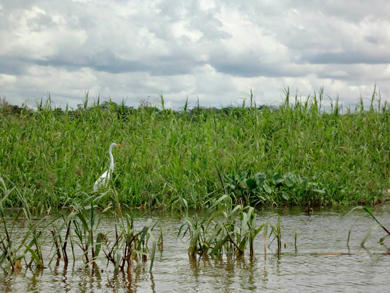 Llac Baixio a l'Amazones, Brasil. Danyelle Toyama (UFSCar).