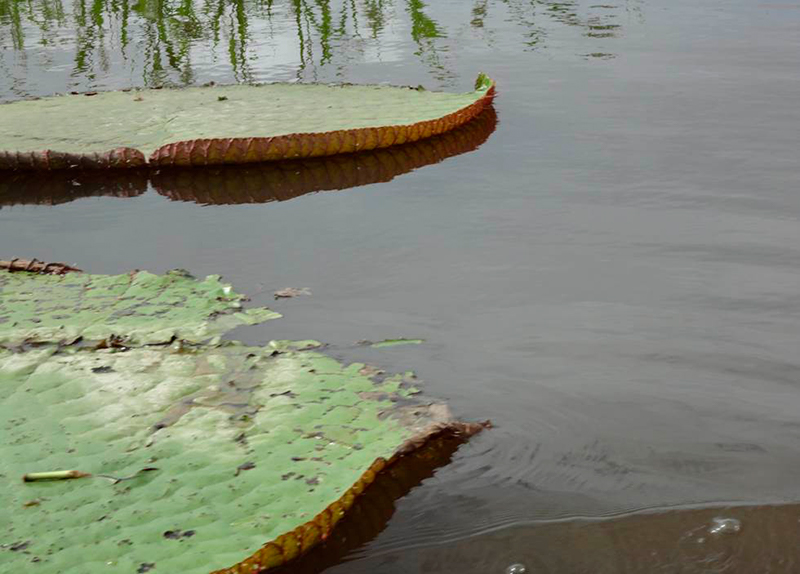 Llac Baixio a l'Amazones, Brasil. Danyelle Toyama (UFSCar).