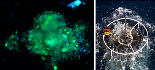 Partícula marina amb bacteris (en blau) al microscopio (Mireia Mestre, ICM-CSIC).  Roseta emprada per recollir mostres (Joan Costa, CSIC)