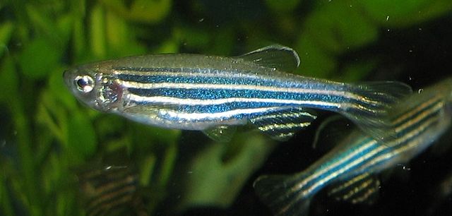 Pez cebra. (De Azul- trabajo propio, Free copyright. Wikimedia).
