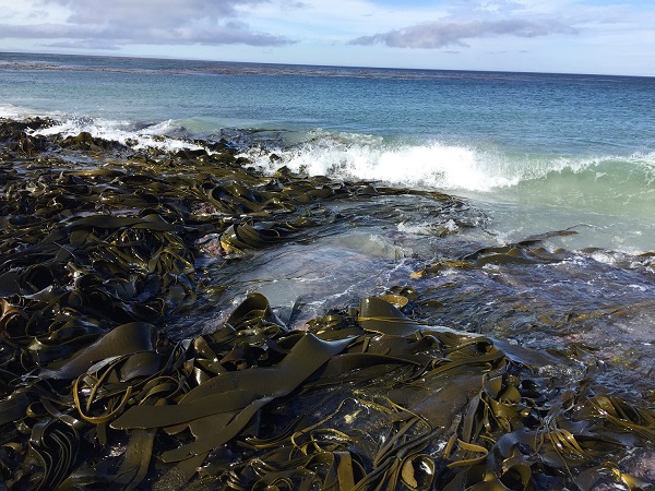 El nuevo artículo describe por primera vez la llegada de organismos al medio marino de latitudes antárticas gracias a macroalgas flotantes procedentes de ecosistemas alejados. Foto: Servicio Antártico Británico, BAS