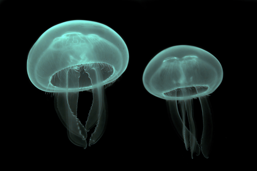 Medusa Aurelia aurita (Cnidaria). Wikimedia, autor: Luc Viatour.