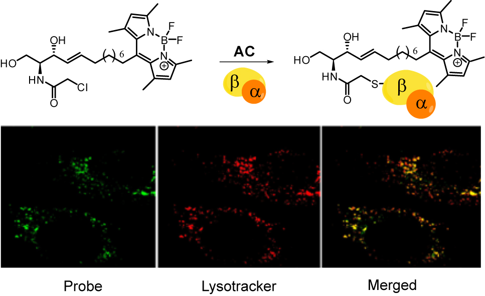 Marcatge de la ceramidasa àcida (AC) lisosomal mitjançant el BODIPY-SOCLAC. Mitjançant anàlisi per microscòpia confocal de fluorescència, s'observa que la molècula marca en verd (probe) estructures que resulten tenyides en vermell amb lysotracker, un marcador lisosomal, i que hi ha un elevat grau de co-localització (merged).