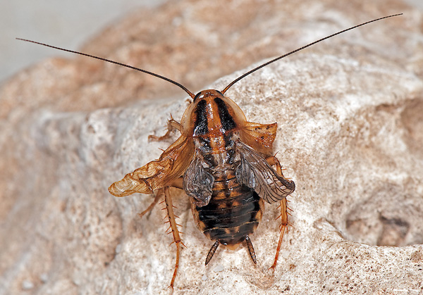 L'eliminació de miR-2 impedeix la metamorfosi i l'insecte en lloc de produir un adult muda a individus monstruosos intermedis entre nimfa i adult (Foto: Albert Masó)