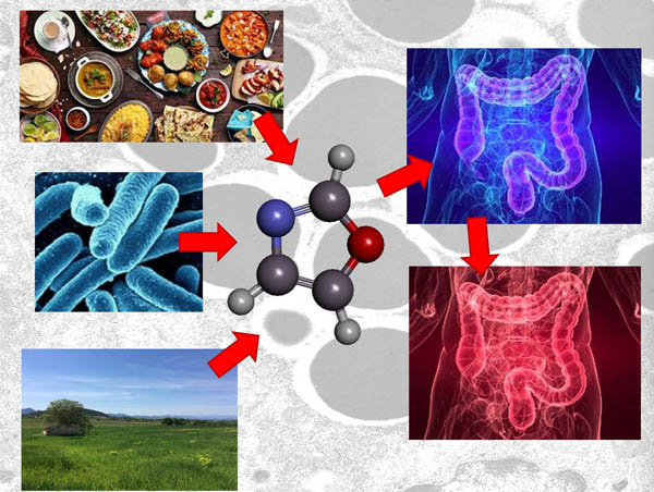 Els compostos identificats es caracteritzen per tenir en la seva estructura un anell de oxazole (al centre de la imatge), i poden provenir d'alguns components d'aliments, productes d'ús agrícola i compostos derivats de les microcines, produïdes pels bacteris del sistema digestiu , com la microcina B17, produïda pel bacteri E. coli