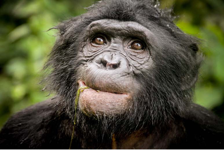 Un bonobo en el Lola Ya Bonobo sanctuary, RDC (Cintia Garai, Wildlife Messengers wildlifemessengers.org) 