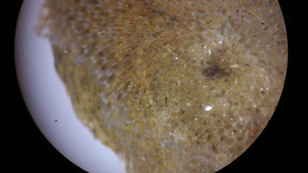 El briozoo Membranipora membranacea es una especie potencialmente invasiva identificada en las algas varadas en el litoral antártico. Foto: UB-IRBio