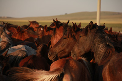 Cavalls de Kazakh Kazajstan Central Nord (imatge: Ludovic Orlando). 