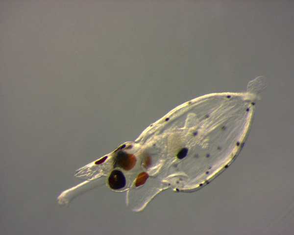Calamar oceànic (Illex coindetii) acabat de néixer, en aquari i obtingut per fertilització in vitro, projecte CALOCEAN-2. Imatge: Roger Villanueva/ICM-CSIC 