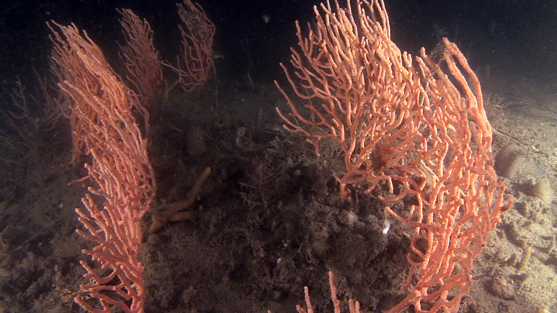 Gorgonoias Eunicella (ICM-CSIC).