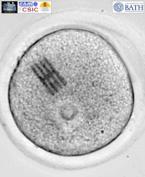 Un dels xips en un òvul. Image: IMB-CNM-CSIC/ University of Bath