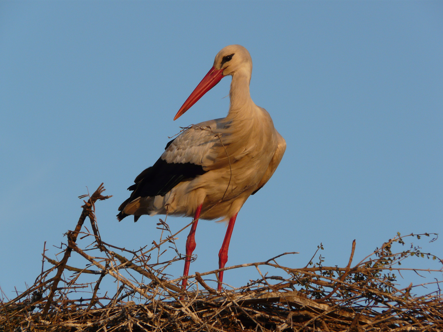 Cigüeña en Doñana/Fotografía de Manuel Máñez de la EBD-CSIC.