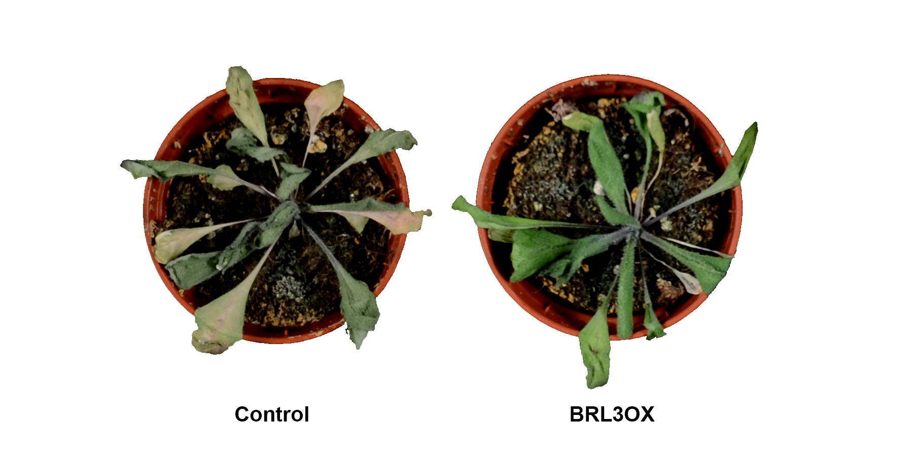 Plantas de Arabidopsis thaliana sometidas a condiciones de sequía. A la izquierda una planta control y a la derecha una planta que sobre-expresa el receptor BRL3 (CRAG).