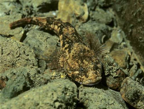El cavilat (Cottus hispaniolensis), un peix endèmic de la conca de la Garona, és una de les espècies objectiu que es protegiran en el projecte.