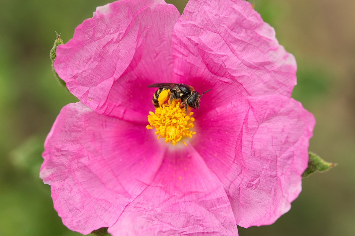 Flavipanurgus venustus, abella especialista que només s'alimenta de l’estepa cresta (Cistus crispus). Té un cervell gran.
