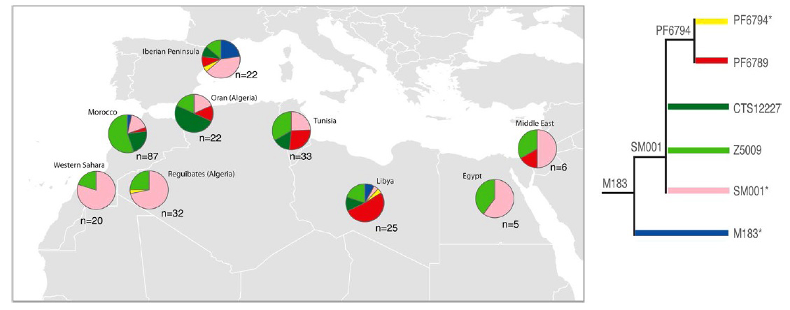  Distribució dels subgrups d’E-M183 a les zones d’Àfrica del Nord, l’Orient Mitjà i la península Ibèrica. Figura cedida pels autors.