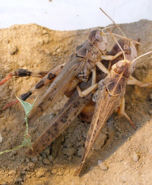 Ejemplares de la langosta Dociostaurus maroccanus