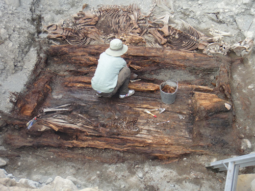  Excavació d’una tomba de Pazyryk, amb restes de cavalls, a Mongòlia (autor imatge: Sebastien Lepetz).