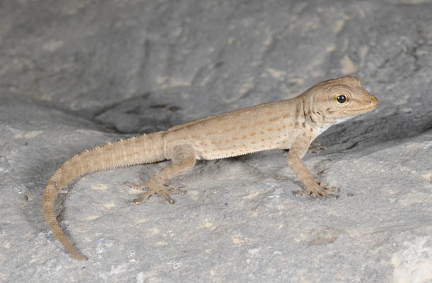 Exemplar de Pristurus r. rupetris de gran altitud amb morfologia robusta. Autor: S.Carranza