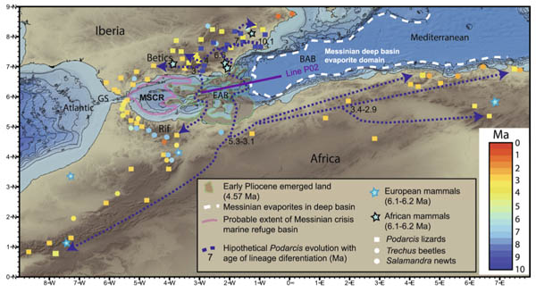 Ubicació de l'arxipèlag submergit que va haver de servir de pont terrestre per a les espècies. Els patrons d'especiació i divergència genètica mostren que el sud-est d'Iberia va ser un punt calent de riquesa faunística que finalment es va distribuir pel nord d'Àfrica gràcies al pas per l'arxipèlag. Així mateix, en el Nord d'Àfrica van aparèixer noves espècies de la fauna estudiada des de l'Est del Rif, on es trobava l'arxipèlag, cap a l'Oest i cap a l'Est, arribant fins a Algèria i Tunísia en el cas de pleurodeles  com Salamandra o sargantanes com Podarcis. (Autors: Booth / Ranero / Grevemeyer).