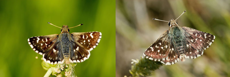S. sertorius (izquierda) y S. rosae (derecha). Autor: Juan Carlos Vicente