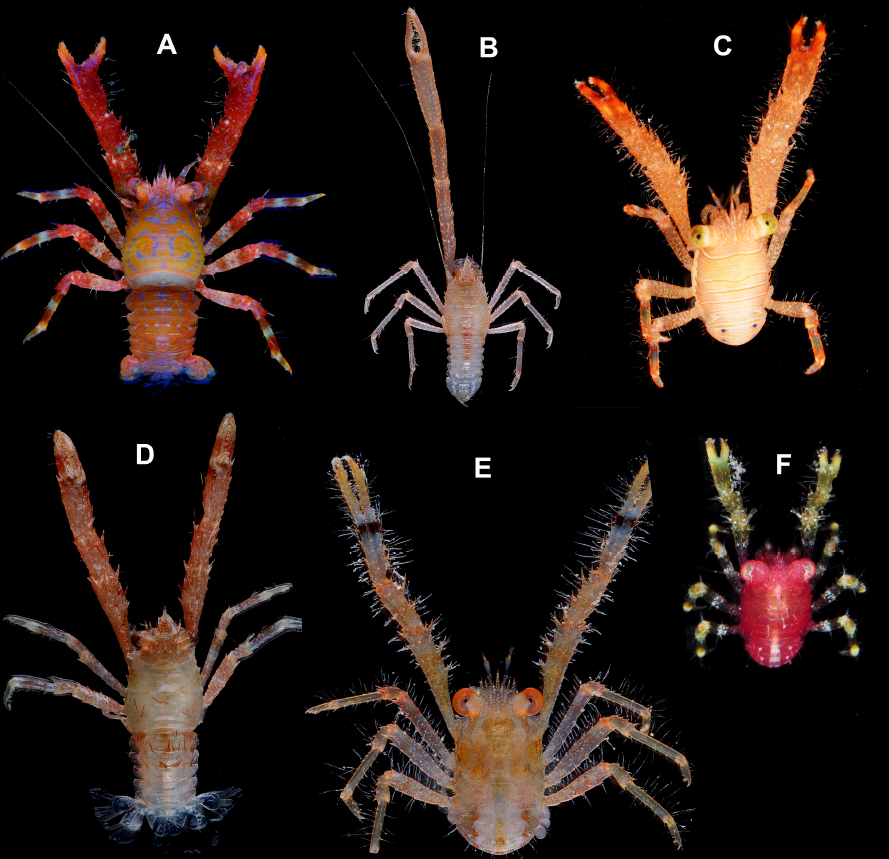 From left to right and top to bottom: A: Galathea boucheti (Museum National d'Histoire naturelle /Zootaxa). B: Galathea caesariata (Museum National d'Histoire naturelle /Zootaxa). C: Galathea celiae (University of Florida/ Zootaxa). D: Galathea consobrina (Museum National d'Histoire naturelle / Zootaxa). E: Galathea cymo (Museum National d'Histoire naturelle /Zootaxa). F: Galathea erythrina (University of Florida/Zootaxa).